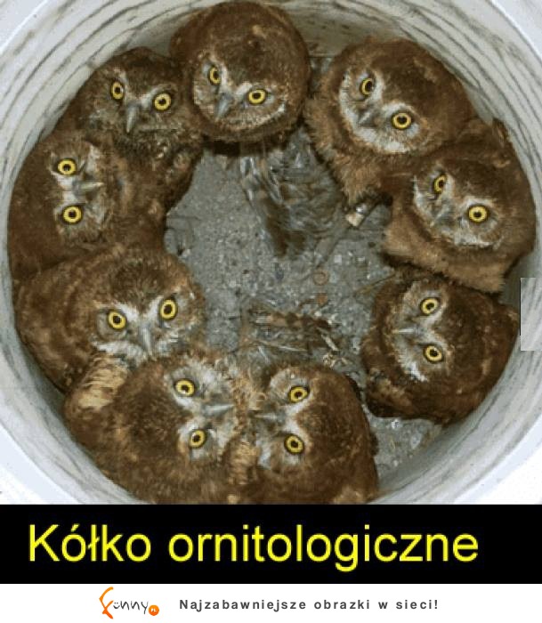 Kółko ornitologiczne