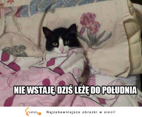 Nie wstaję