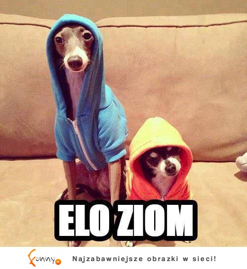 Elo ziom