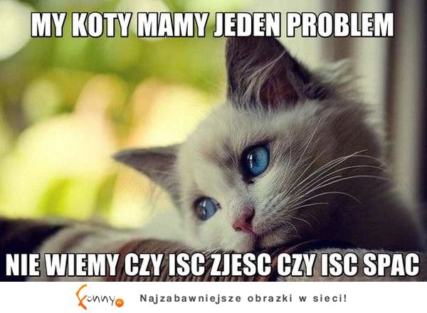 Problem kotów