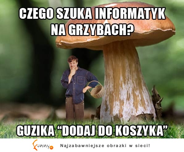 Grzyby