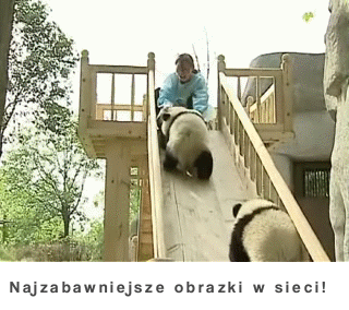 Pandy na zjeżdżalni :D