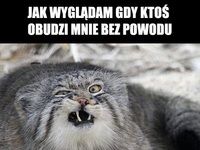 Gdy ktoś mnie obudzi