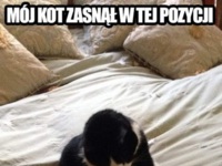 Koteł śpi