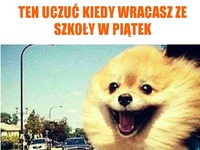 Albo z pracy XD Ten pieseł to cały ja XD