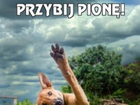 Przybij-jpg