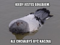 Ale chciałbyś być KACZKĄ albo MARYNARZEM XD