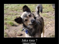 Jaka rasa_