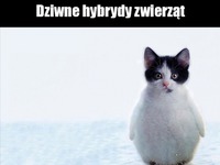 Dziwne hybrydy zwierząt! Królik NAJLEPSZY :D