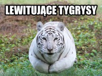 Lewitujący tygrys