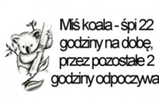 Miś koala