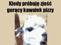 Gorący kawałek pizzy