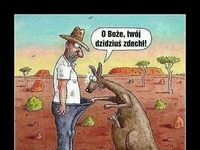Kangury