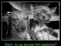 Stary, to na pewno był papieros? :-)