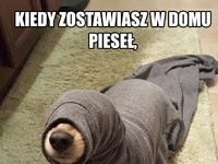 Foka z pieseła