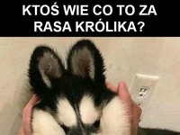 Nowa rasa królika