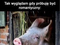Romantyczny świnek