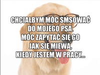 ZOBACZ jak wygląda smsowanie z psem! haha :D