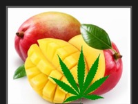 Jedzenie owoców mango przed paleniem marihuany może...