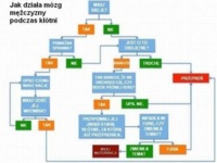 Czym różni się mózg kobiety od mężczyzny podczas kłótni?