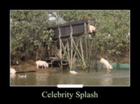 Celebrity Splash