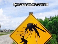 tymczasem w australii