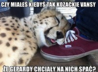 Świetne buty