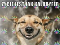 Życie jest kaloryferem