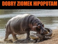 Uratował krokodylka! XD