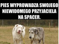 Pies wyprowadza swojego niewidomego przyjaciela...