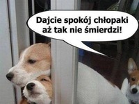 Dajcie spokój