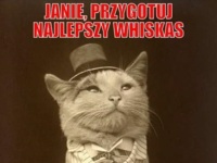 Najlepszy whiskas