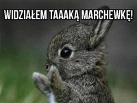 Widziałem marchewkę!