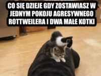 Co się dzieje gdy zostawiasz w jednym pokoju agresywnego ROTTWEILERA i dwa male KOTKI! :D