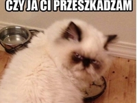 czy ja ci przeszkadzam