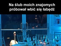 Wyhaczył gąski na parkiecie