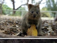 Poznaj Quokka