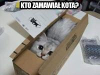 Kto zamawiał kota? :D