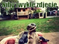 radosny żółwik