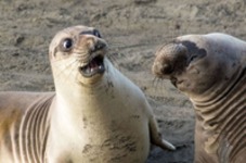 Najlepsze zdjęcia z „The Comedy Wildlife Photography" 2017, czyli zbiór zabawnych zdjęć zwierzaków