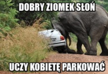 Dobry słoń