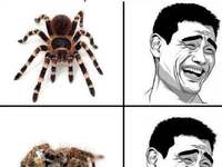Najstraszniejszy pająk to nie ten największy, ale ten... :D