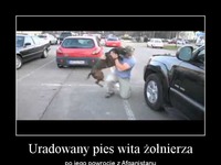 Uradowany pies wita żołnierza po jego powrocie z Afganistanu... Piękne zdjęcie!