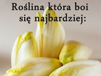 Tchórzliwa roślina