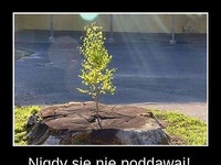 Nie poddawaj się