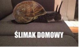 Ślimak domowy