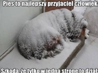 Szkoda