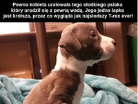 Każdy pies zasługuje na wspaniały dom! Śmiesznie to wygląda :P