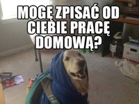 Pies i praca domowa