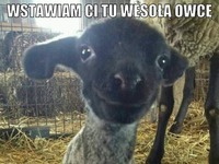 Wstawiam ci tu wesołą owce